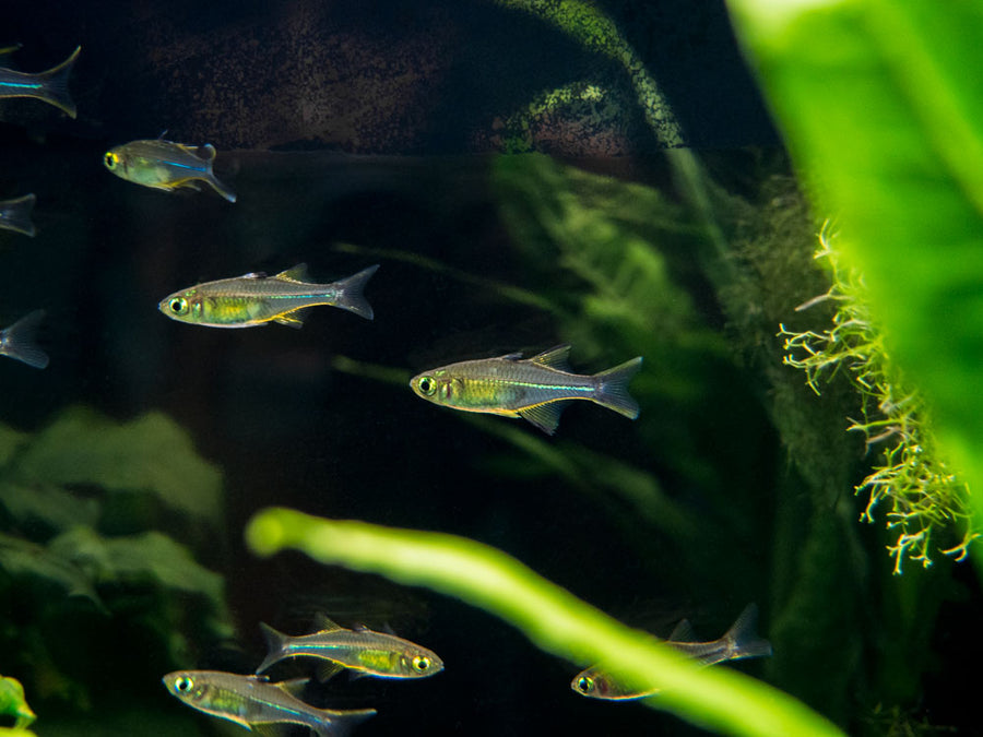 Celebes Rainbowfish (Marosatherina ladigesi), Tank-Bred - Aquatic Arts