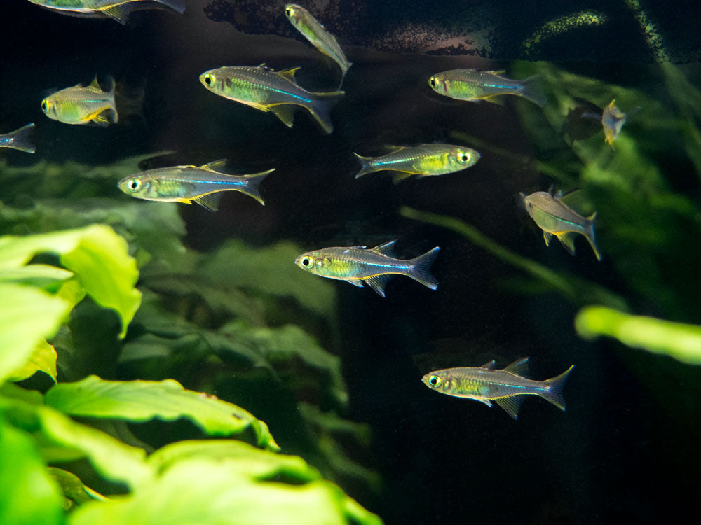 Celebes Rainbowfish (Marosatherina ladigesi), Tank-Bred