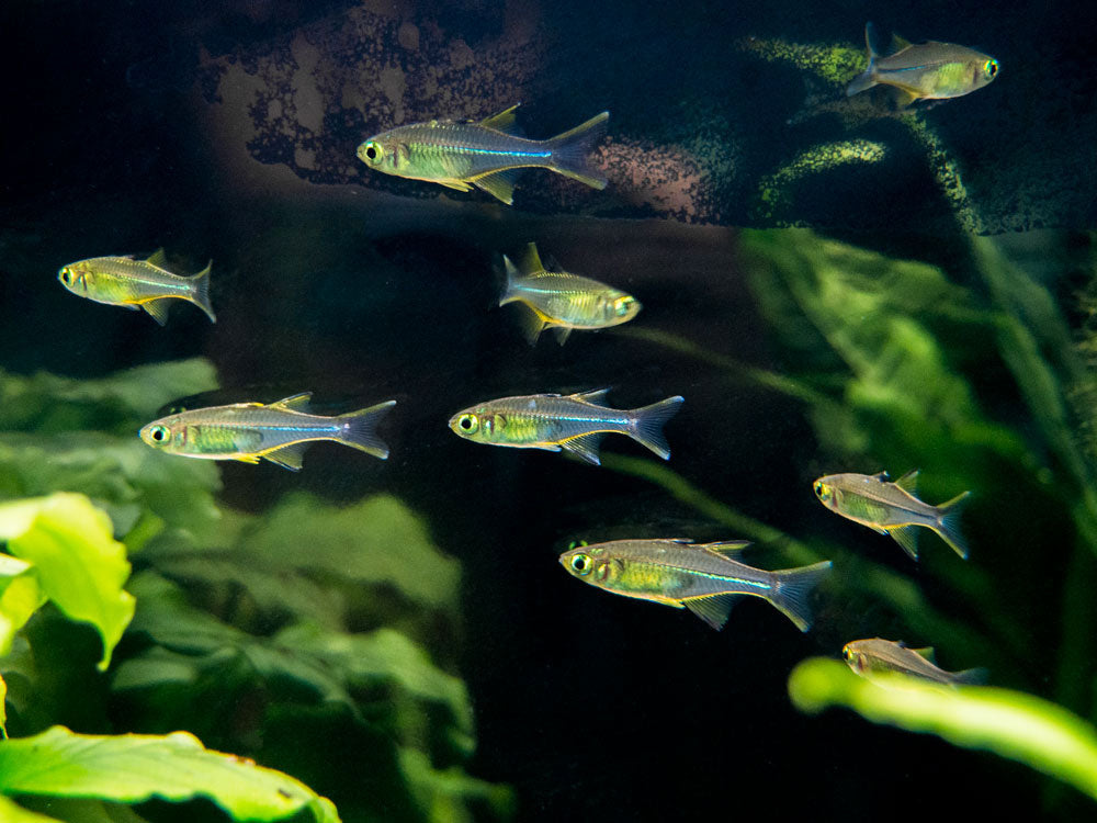 Celebes Rainbowfish (Marosatherina ladigesi), Tank-Bred