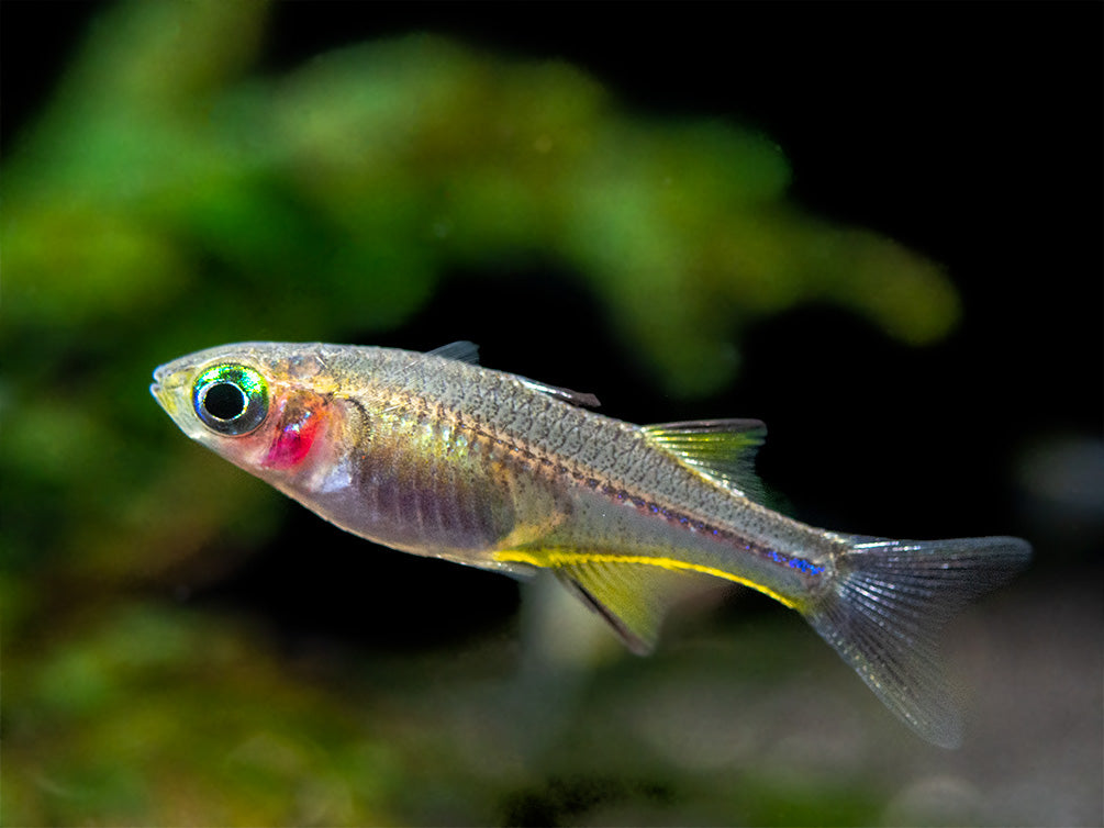 Celebes Rainbowfish (Marosatherina ladigesi), Tank-Bred