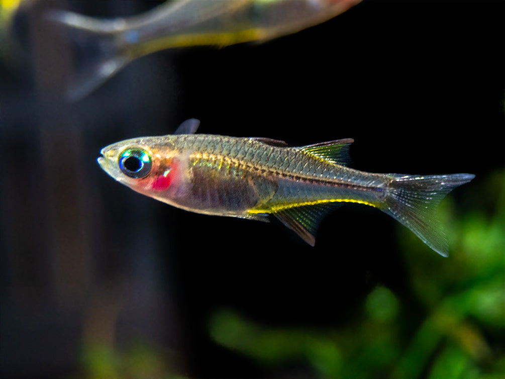 Celebes Rainbowfish (Marosatherina ladigesi), Tank-Bred