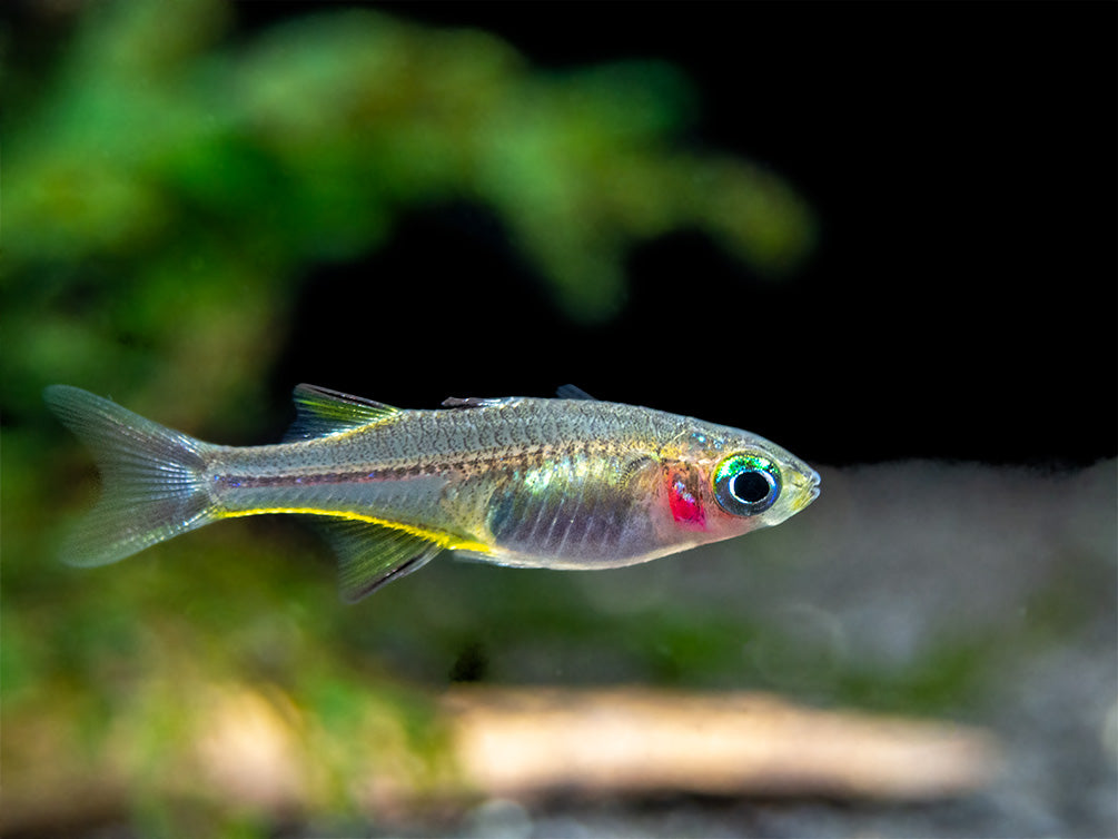 Celebes Rainbowfish (Marosatherina ladigesi), Tank-Bred