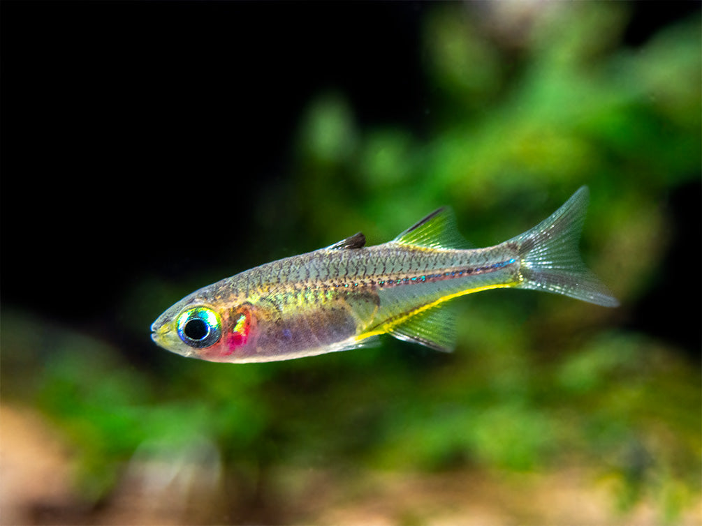 Celebes Rainbowfish (Marosatherina ladigesi), Tank-Bred