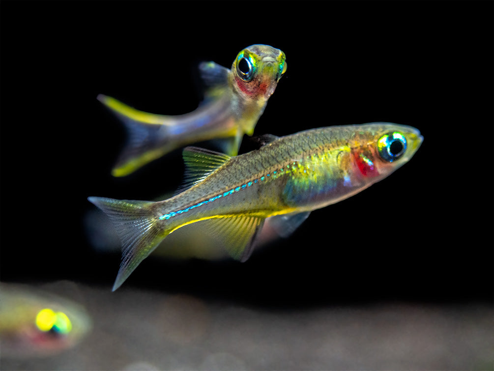 Celebes Rainbowfish (Marosatherina ladigesi), Tank-Bred