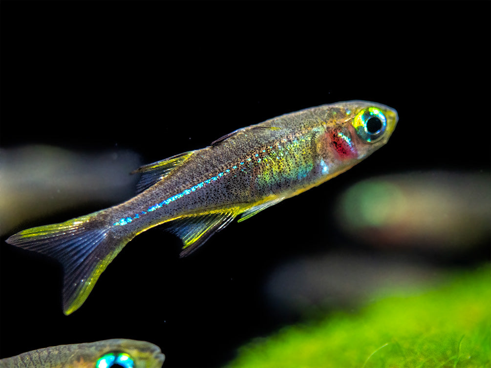 Celebes Rainbowfish (Marosatherina ladigesi), Tank-Bred