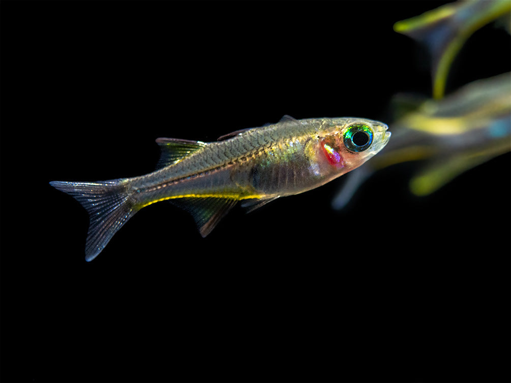 Celebes Rainbowfish (Marosatherina ladigesi), Tank-Bred