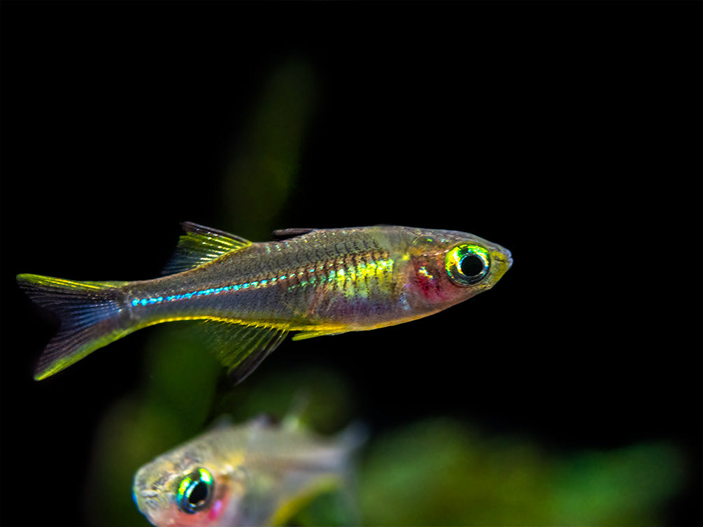 Celebes Rainbowfish (Marosatherina ladigesi), Tank-Bred