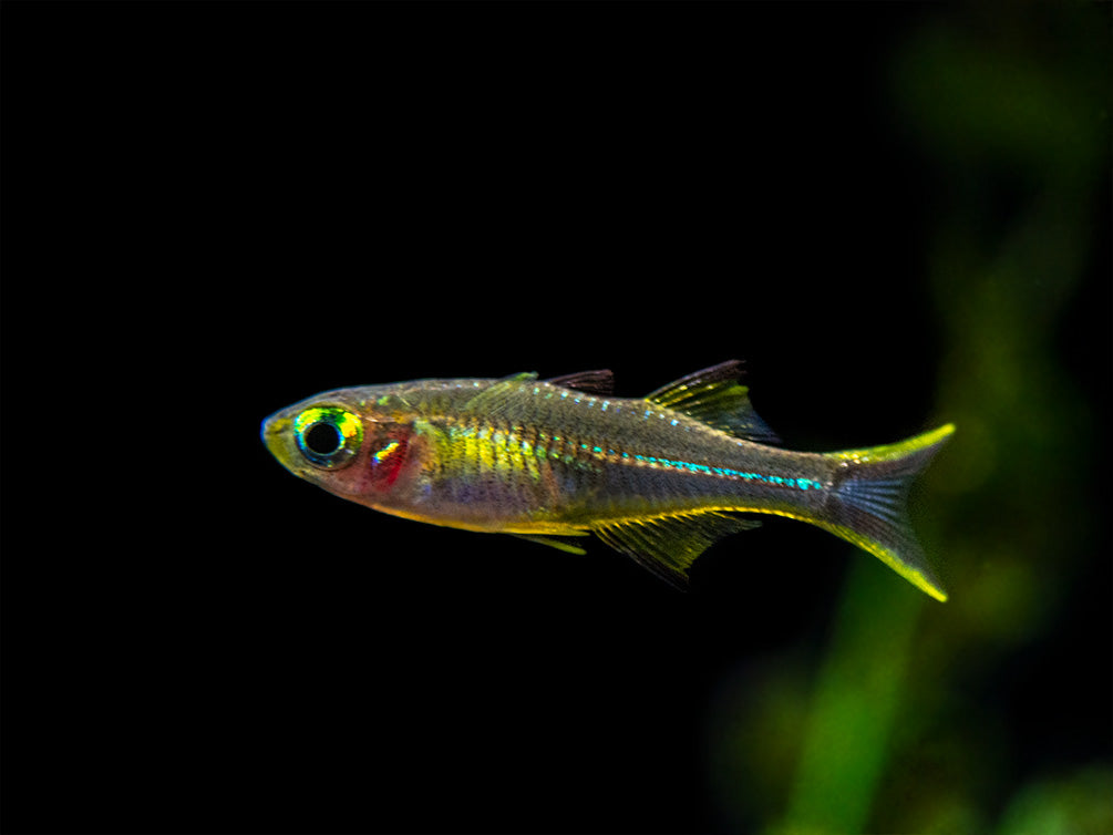 Celebes Rainbowfish (Marosatherina ladigesi), Tank-Bred