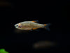 Celestial Pearl Danio AKA Galaxy Rasbora (Celestichthys margaritatus), Tank-Bred
