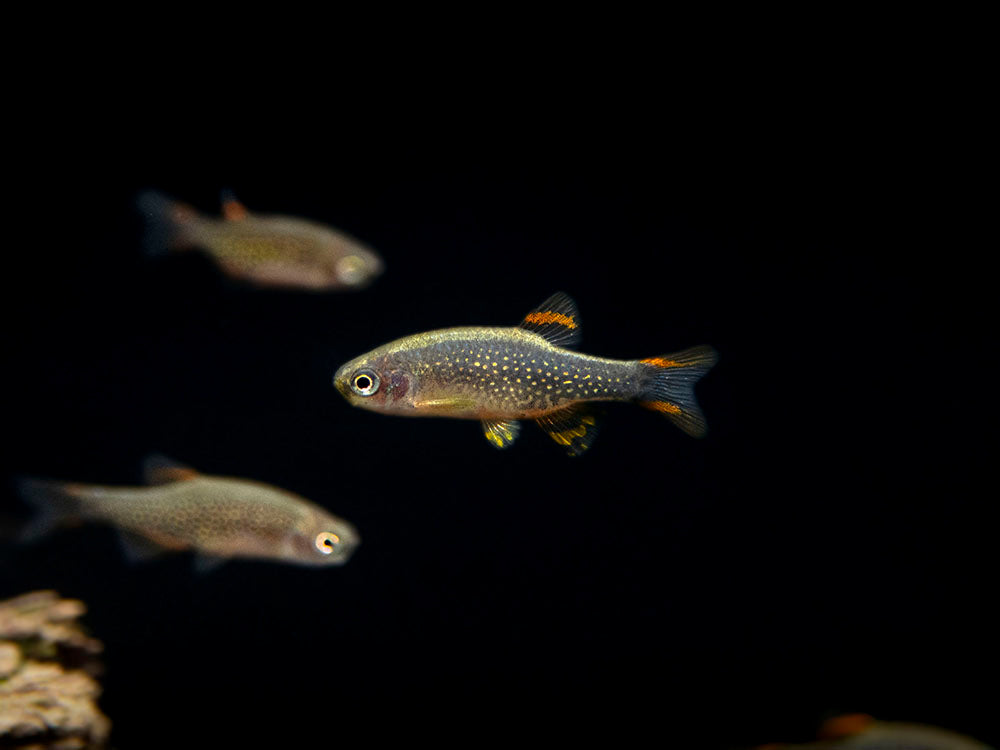 Celestial Pearl Danio AKA Galaxy Rasbora (Celestichthys margaritatus), Tank-Bred