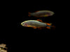Celestial Pearl Danio AKA Galaxy Rasbora (Celestichthys margaritatus), Tank-Bred