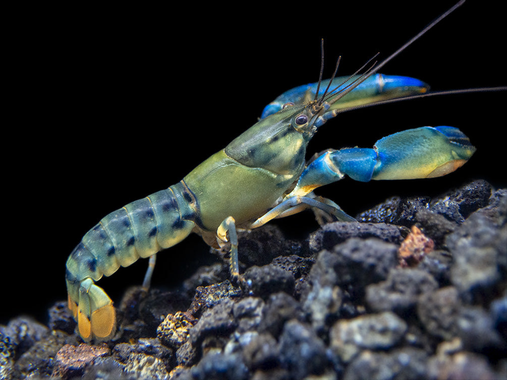 Blue Lightning Striped Crayfish (Cherax misolicus)