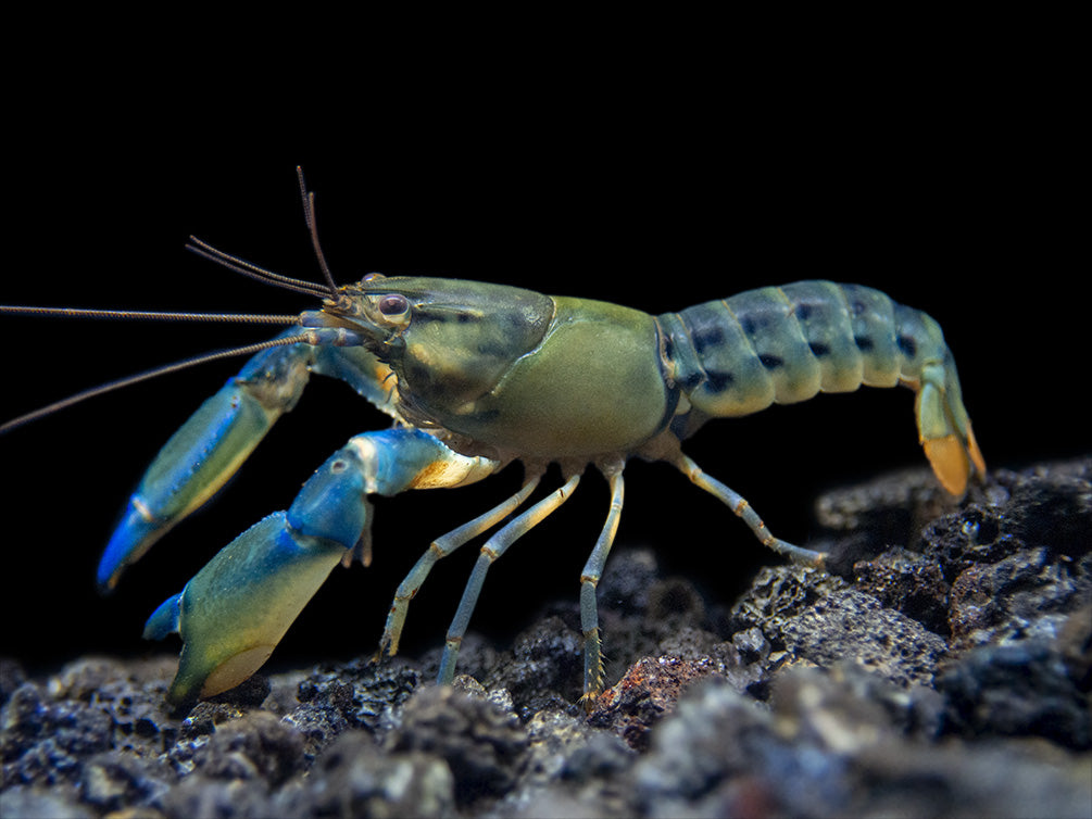 Blue Lightning Striped Crayfish (Cherax misolicus)