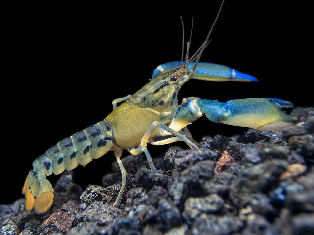 Blue Lightning Striped Crayfish (Cherax misolicus)