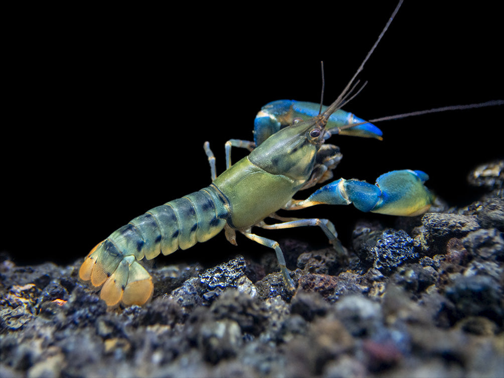 Blue Lightning Striped Crayfish (Cherax misolicus)