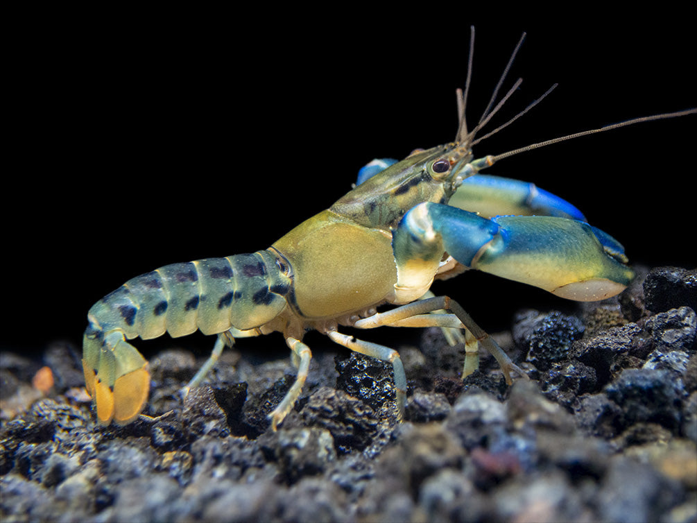 Blue Lightning Striped Crayfish (Cherax misolicus)