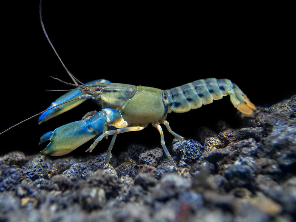 Blue Lightning Striped Crayfish (Cherax misolicus)