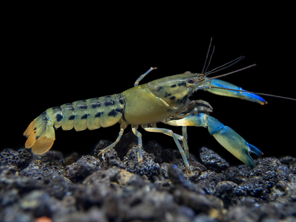 Blue Lightning Striped Crayfish (Cherax misolicus)