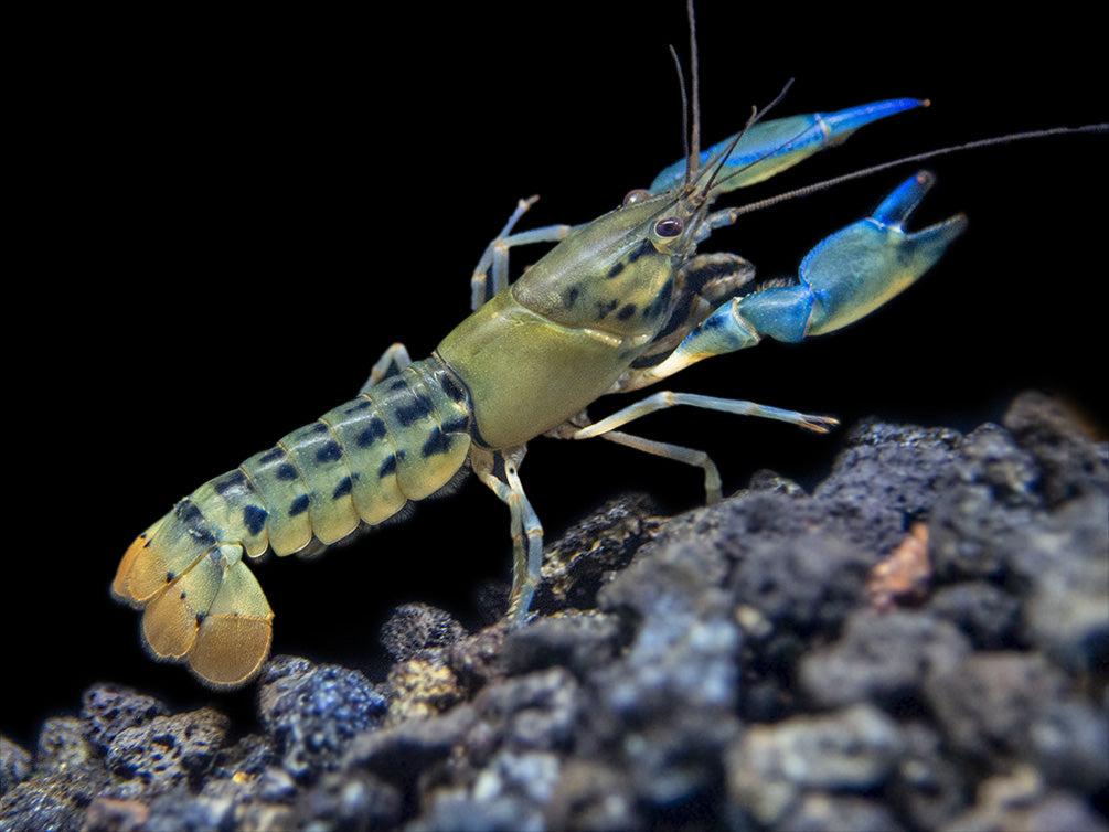 Blue Lightning Striped Crayfish (Cherax misolicus)