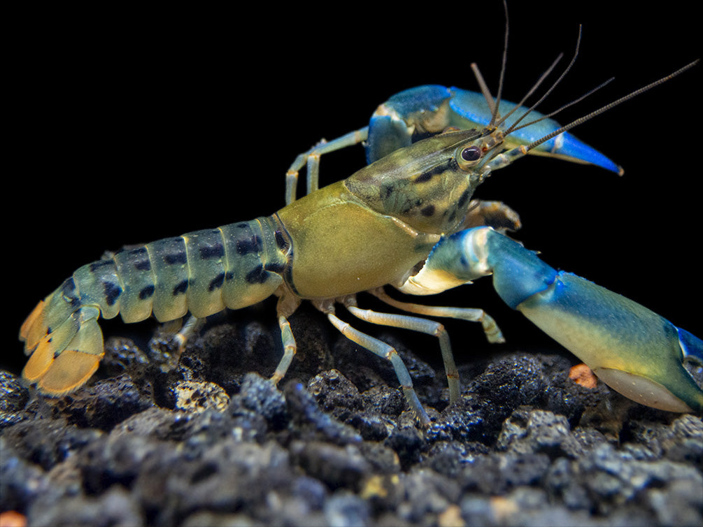 Blue Lightning Striped Crayfish (Cherax misolicus)