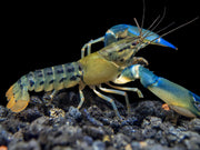 Blue Lightning Striped Crayfish (Cherax misolicus)
