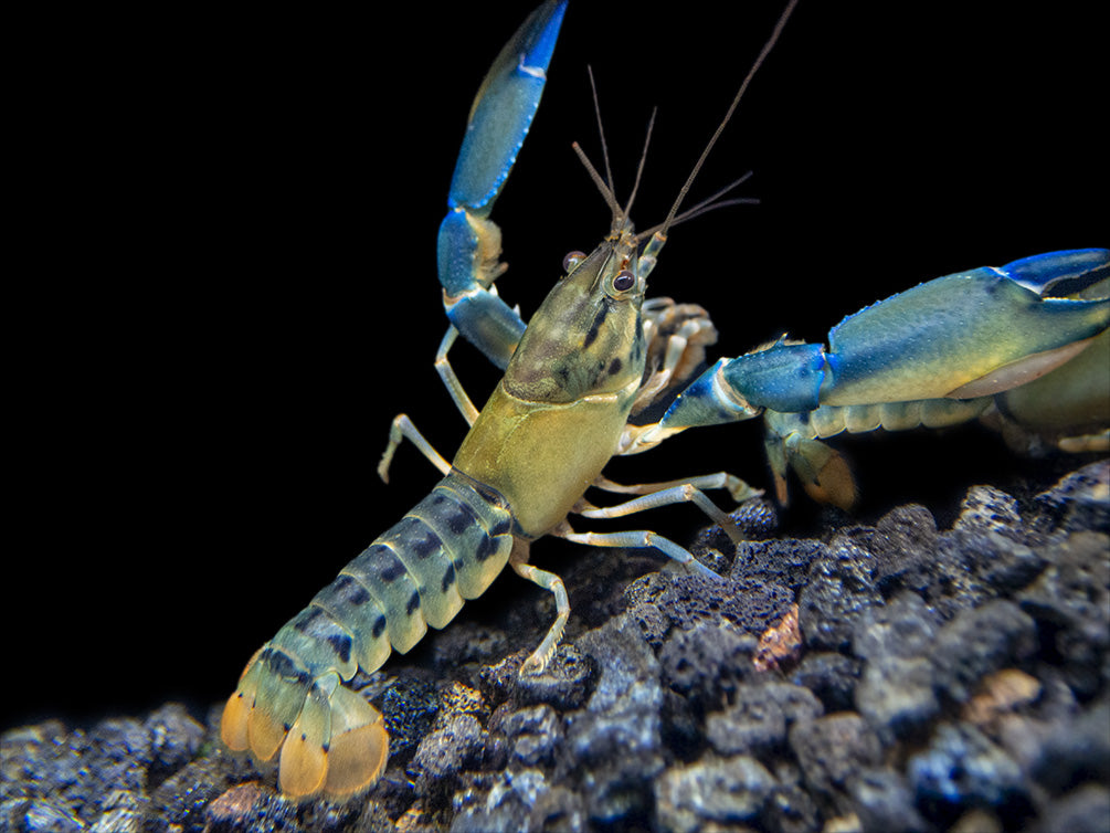 Blue Lightning Striped Crayfish (Cherax misolicus)