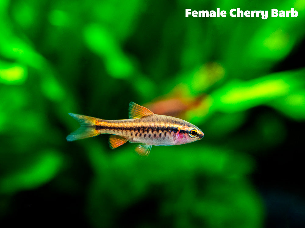 Cherry Barb nano fish for sale