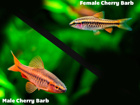 Red Scarlet Endler (Poecilia wingei), Males and Females, Tank-Bred!
