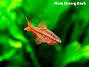 Cherry Barb nano fish for sale