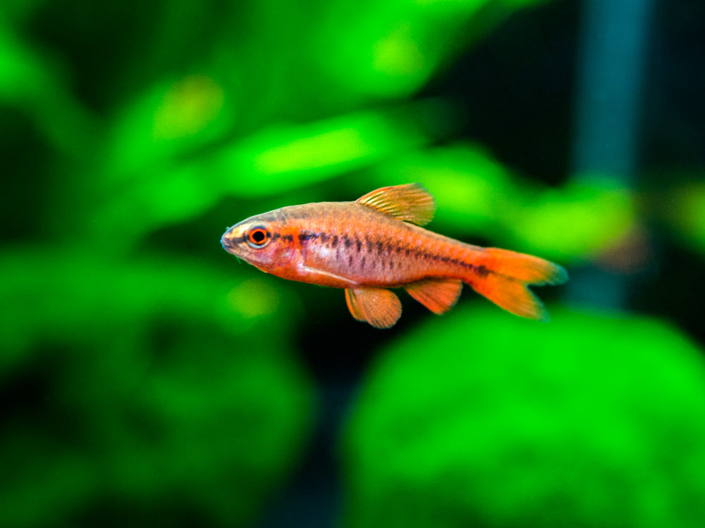 Cherry Barb nano fish for sale