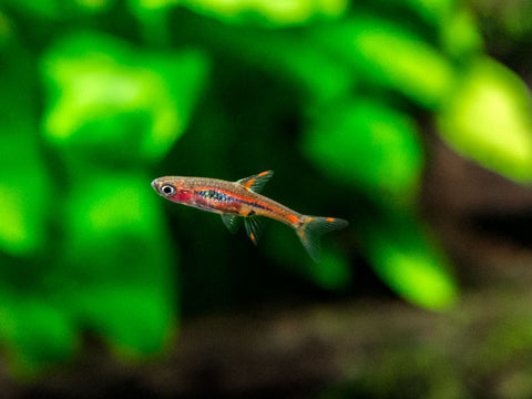 DELUXE Primary Colors Dwarf Shrimp Combo Pack (Painted Fire Red, Golden Back Yellow, and Dream Blue), Tank-Bred