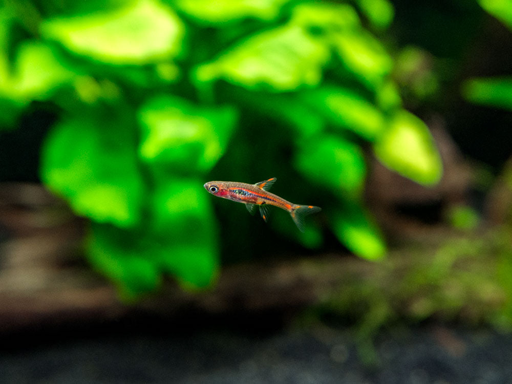 Chili Rasbora AKA Mosquito Rasbora (Boraras brigittae)