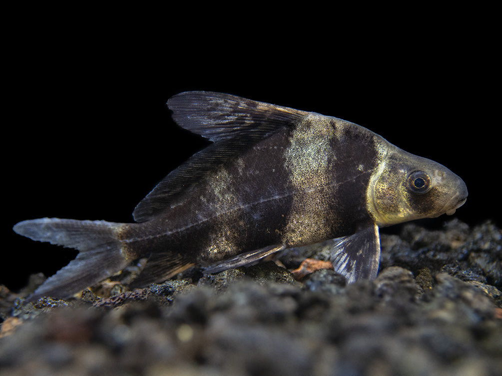 Chinese Hi Fin Banded Shark (Myxocyprinus asiaticus) - Aquatic Arts