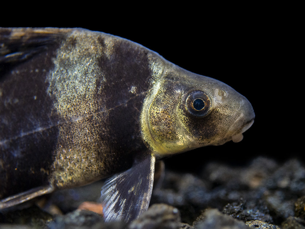 Chinese Hi Fin Banded Shark Loach (Myxocyprinus asiaticus), Captive-Bred!