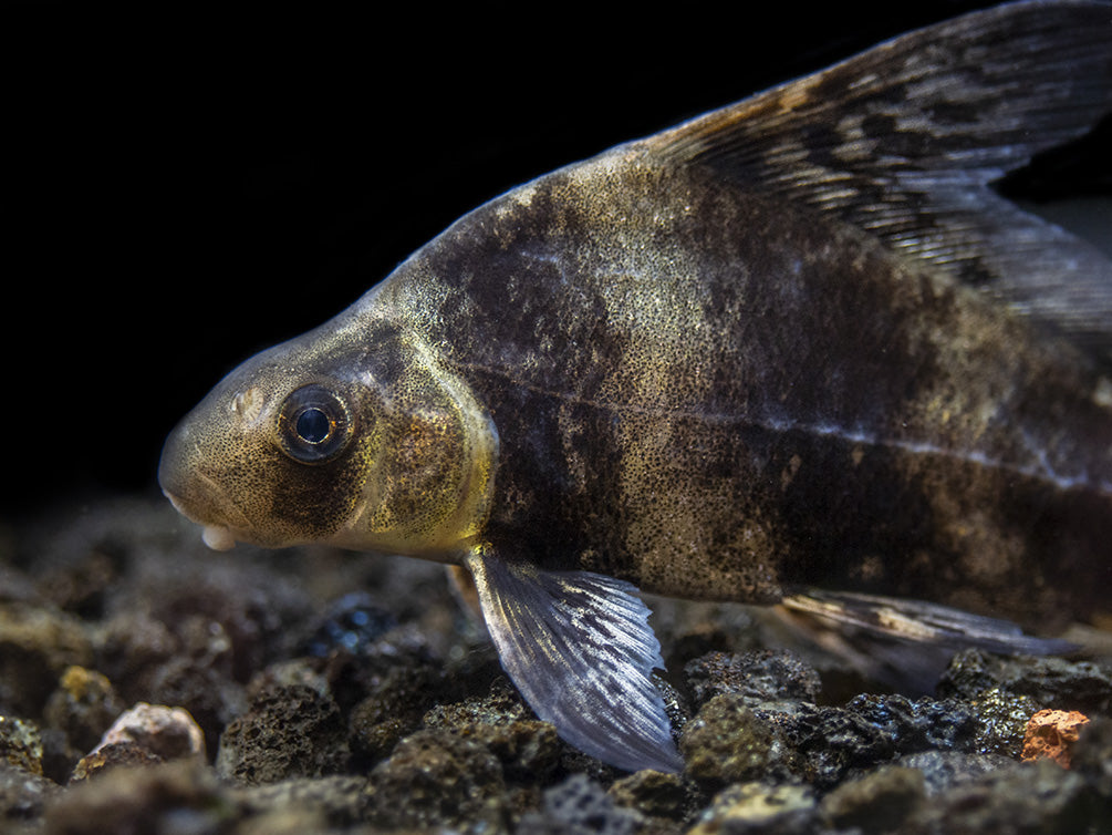 Chinese Hi Fin Banded Shark Loach (Myxocyprinus asiaticus), Captive-Bred!