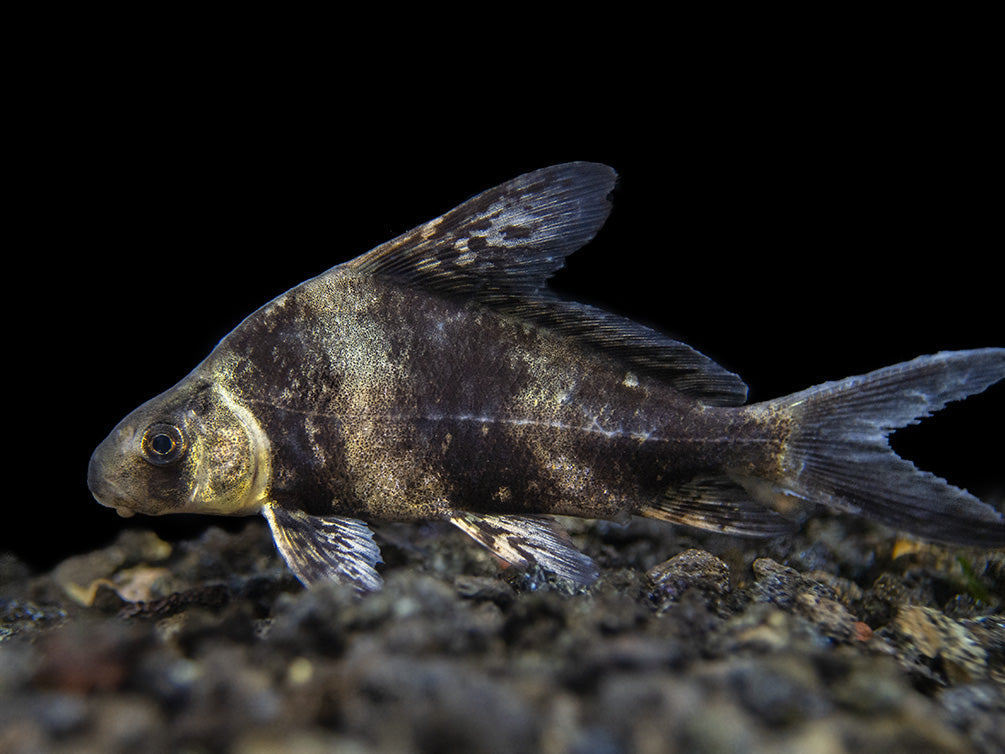 Chinese Hi Fin Banded Shark Loach (Myxocyprinus asiaticus), Captive-Bred!