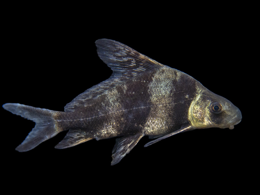 Chinese Hi Fin Banded Shark Loach (Myxocyprinus asiaticus), Captive-Bred!