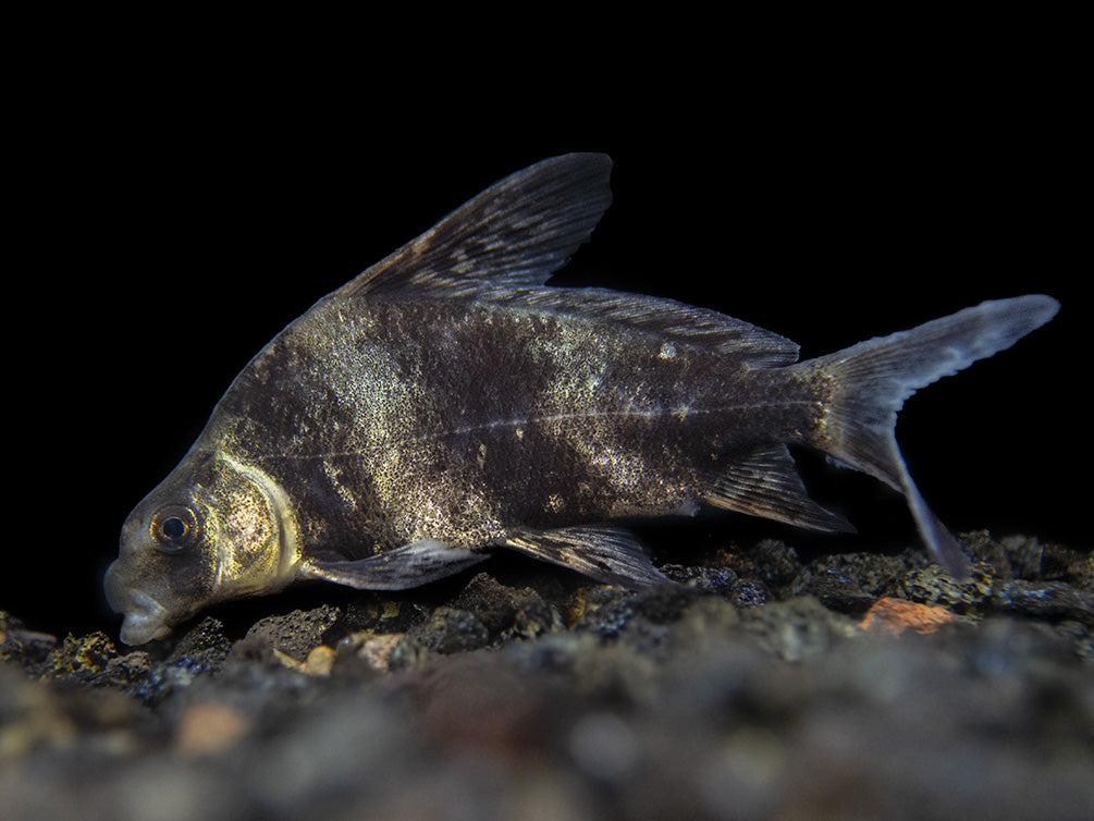 Chinese Hi Fin Banded Shark Loach (Myxocyprinus asiaticus), Captive-Bred!