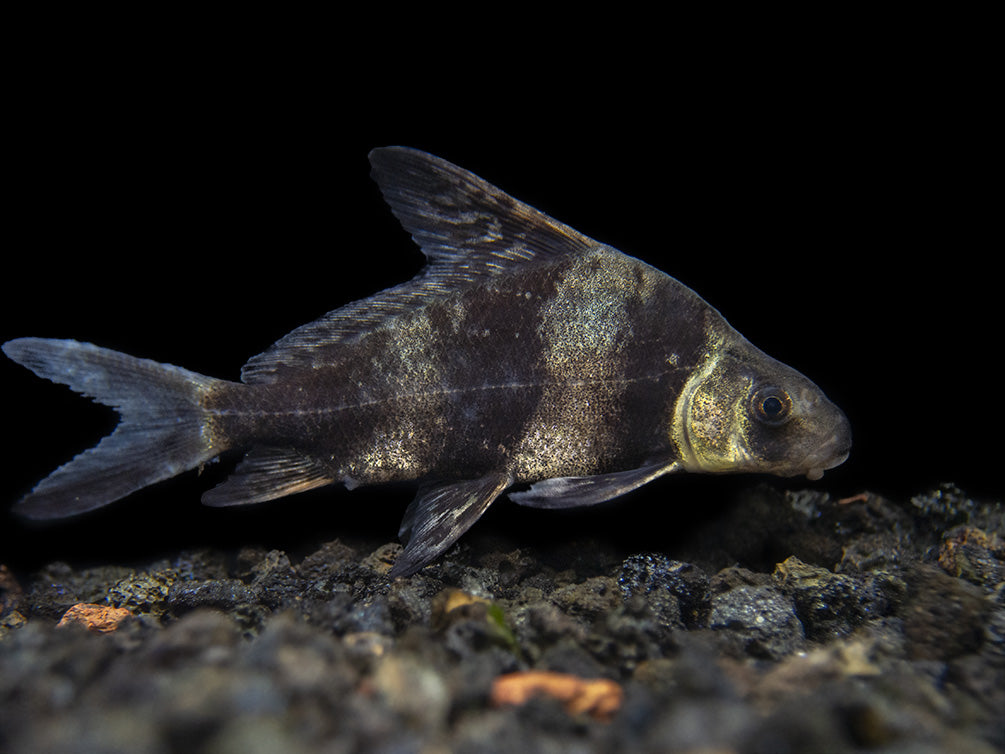 Chinese Hi Fin Banded Shark Loach (Myxocyprinus asiaticus), Captive-Bred!