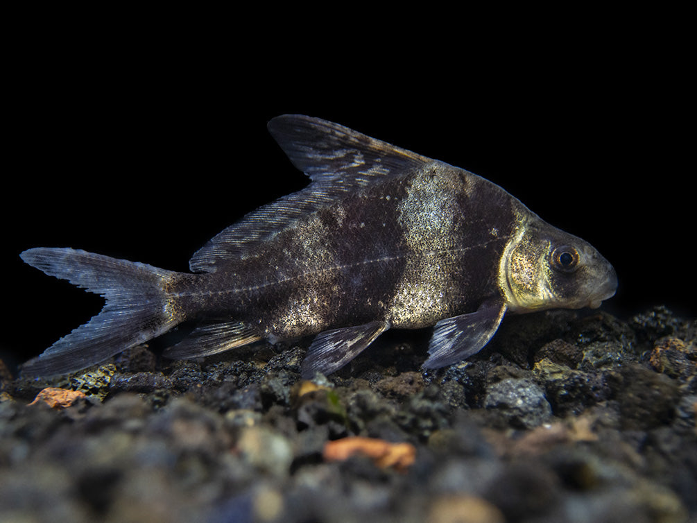 Chinese Hi Fin Banded Shark Loach (Myxocyprinus asiaticus), Captive-Bred!