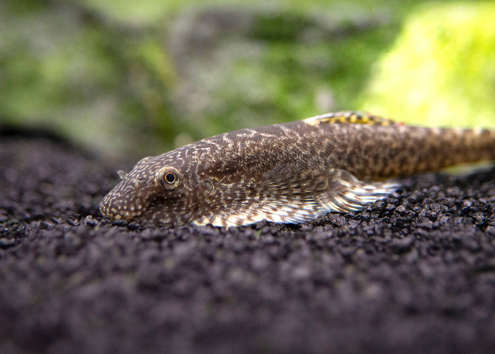 Chinese Hillstream Loach (Pseudogastromyzon myersi)