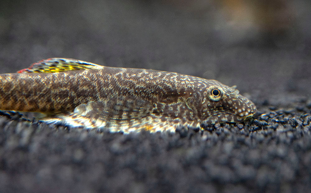 Chinese Hillstream Loach (Pseudogastromyzon myersi)