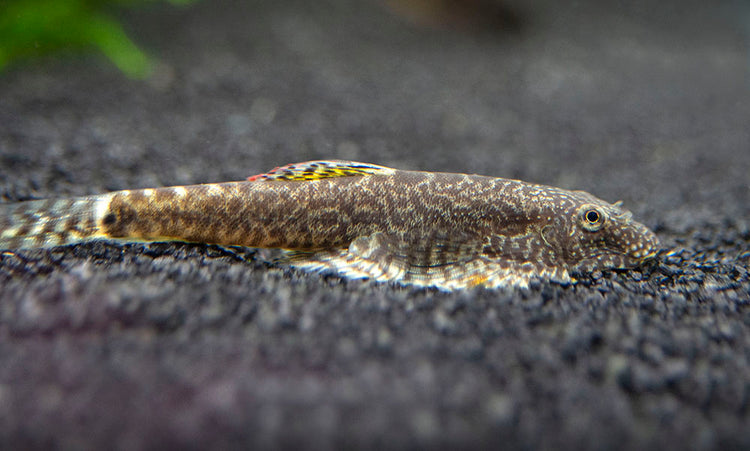 A Chinese Hillstream Loach (Pseudogastromyzon myersi) resting on the substrate in an aquarium.