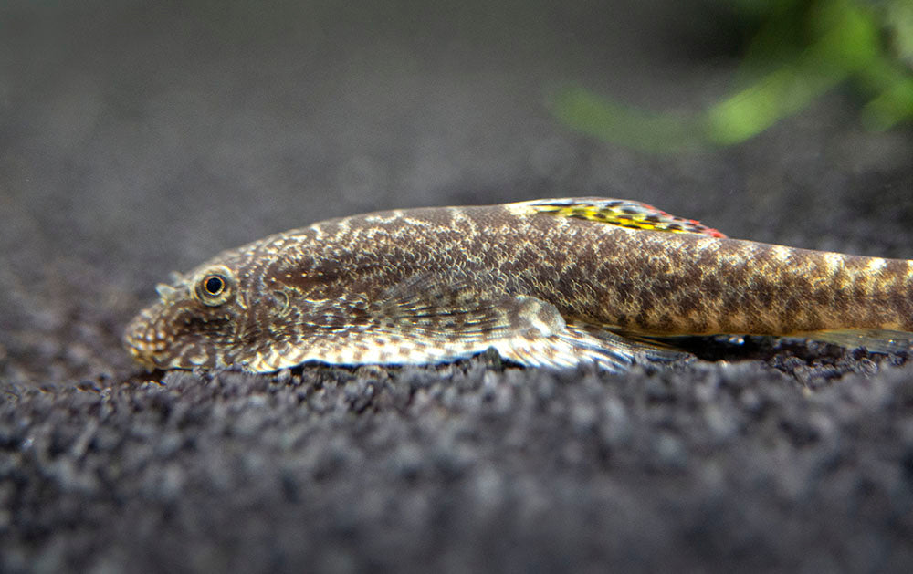 Chinese Hillstream Loach (Pseudogastromyzon myersi)