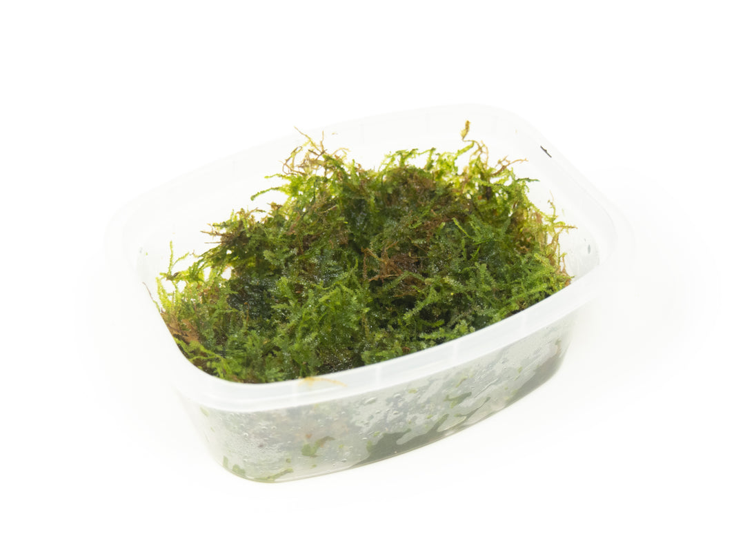 Christmas Moss aka Xmas Moss (Vesicularia montagnei), Loose Portion