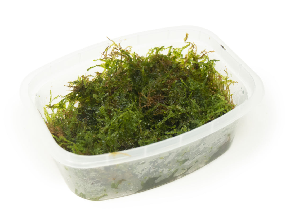 Christmas Moss aka Xmas Moss (Vesicularia montagnei), Loose Portion