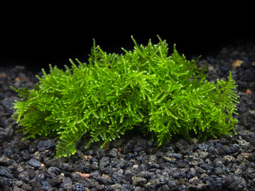 Christmas Moss aka Xmas Moss (Vesicularia montagnei), Loose Portion