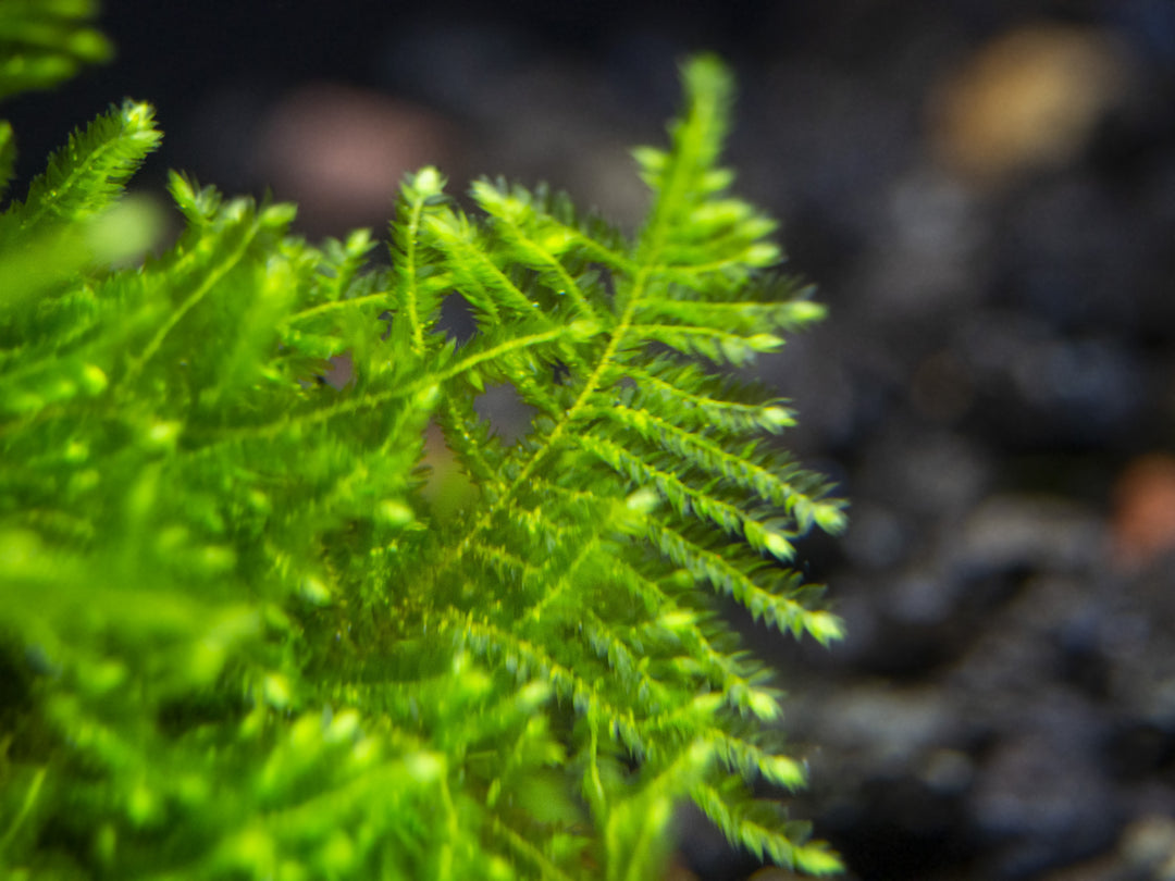 Christmas Moss aka Xmas Moss (Vesicularia montagnei), Loose Portion