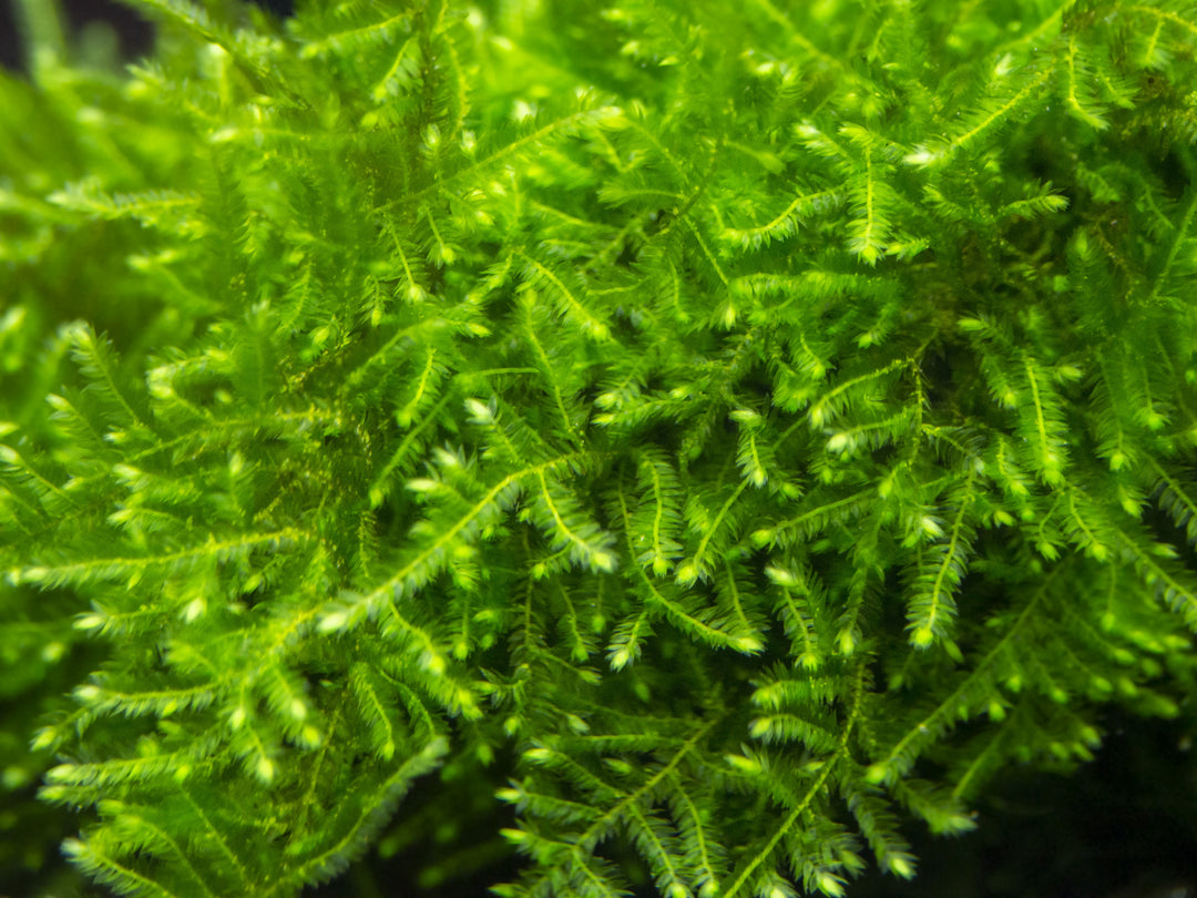 Christmas Moss aka Xmas Moss (Vesicularia montagnei), Loose Portion