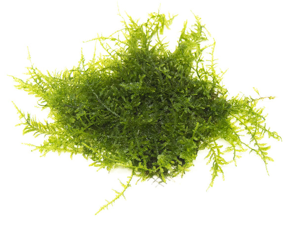 DELUXE Java Moss (Vesicularia dubyana), Loose Portion - Aquatic